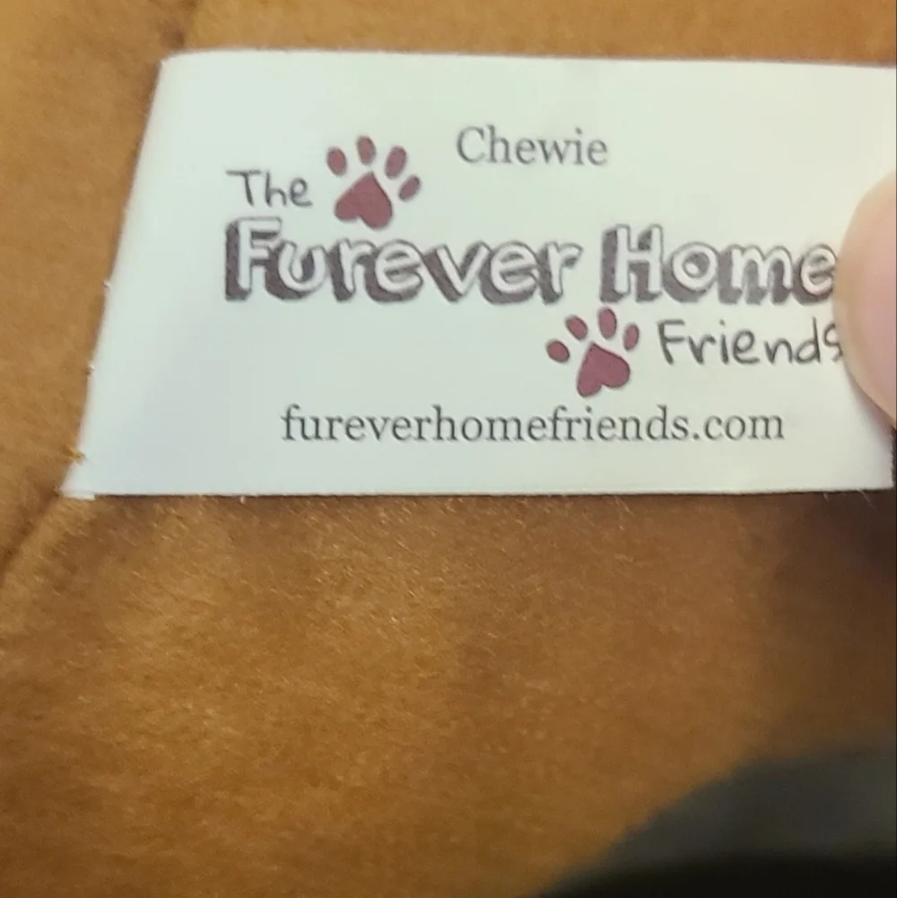 Forever home friends Chewie (pit bull mix) 12